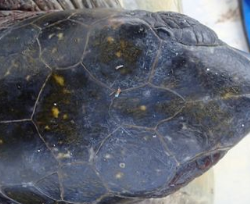 known turtle