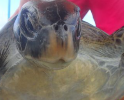 unknown turtle