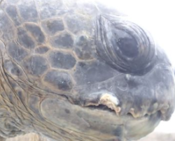 known turtle