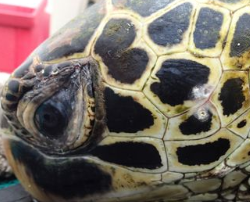 unknown turtle