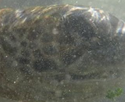 known turtle