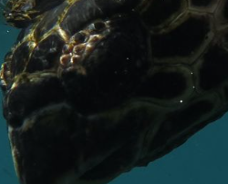 unknown turtle