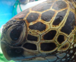 known turtle