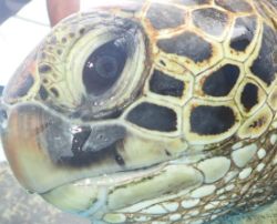 unknown turtle