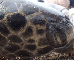 unknown turtle