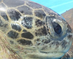 known turtle