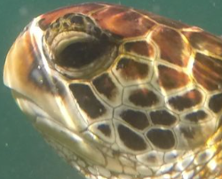 known turtle