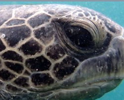 unknown turtle