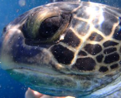 unknown turtle