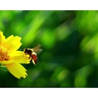 SAS Article: Beefutures - Decoding the Waggle Dance