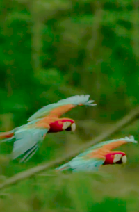 colorful birds flying