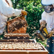 photo of beekeepers handling hive trays