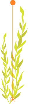 sea plant right side