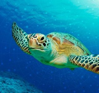 SAS Article: A Shared Vision for Protecting Sea Turtles