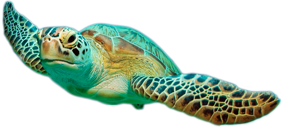 sea-turtles-turtle-hero