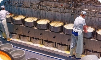 Photo of factory men creating cheese wheels.