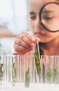 girl examining plants in test tubes