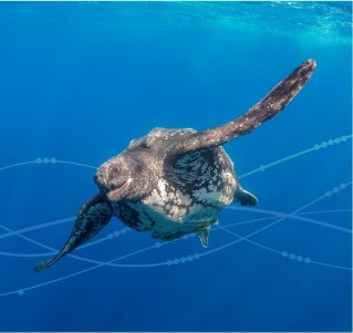SAS Data Story: Tracking Turtle Travels